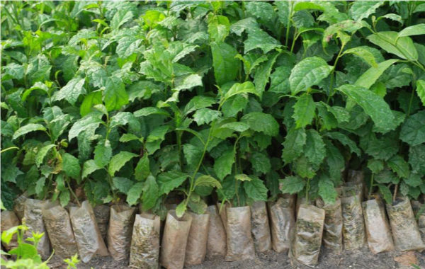 Cây giống xạ đen