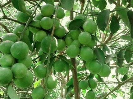 Kỹ thuật trồng cây Chanh không hạt có thể bằng cách gieo hạt hoặc ghép cành