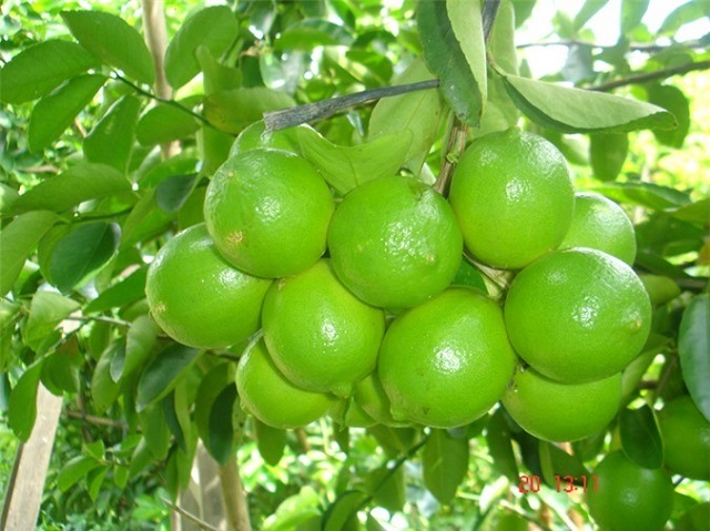 Trong kỹ thuật trồng cây chanh không hạt đạt hiệu quả cao thì việc phòng bệnh cũng hết sức quan trọng.