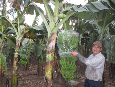 Chăm sóc vườn chuối xanh tốt