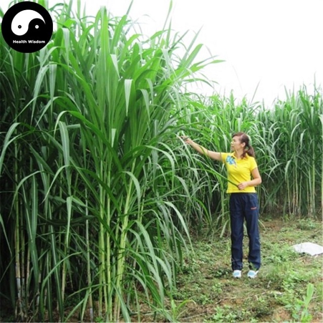 Cỏ voi có rất nhiều ưu điểm như năng suất cao, lưu gốc lâu, khả năng sinh trưởng và chống chịu khỏe