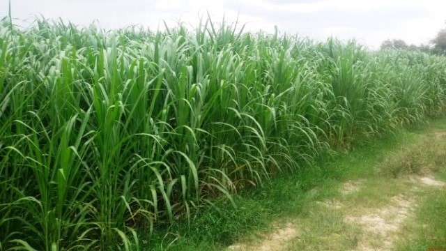 Có voi có kỹ thuật trồng tương đối đơn giản. Có thể trồng bằng hạt hoặc hom.