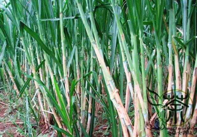 Cỏ voi có cây thân mía, họ hòa thảo, nhiều đốt, có chiều cao từ 2m – 4m