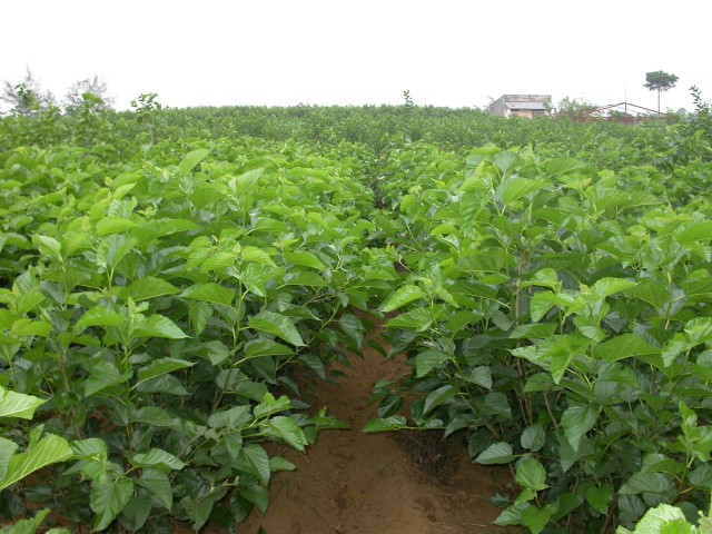 Trồng dâu bằng cây con sẽ giúp cây phát triển xanh tốt hơn