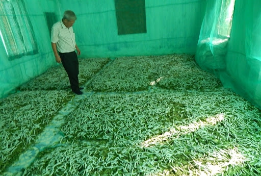 Cần chọn giống dâu trồng khỏe mạnh