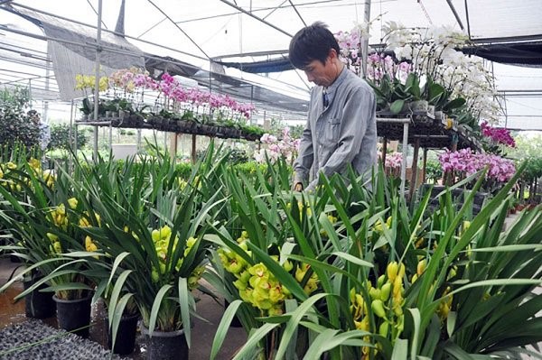 Cắt tỉa cành để cây ra hoa đều