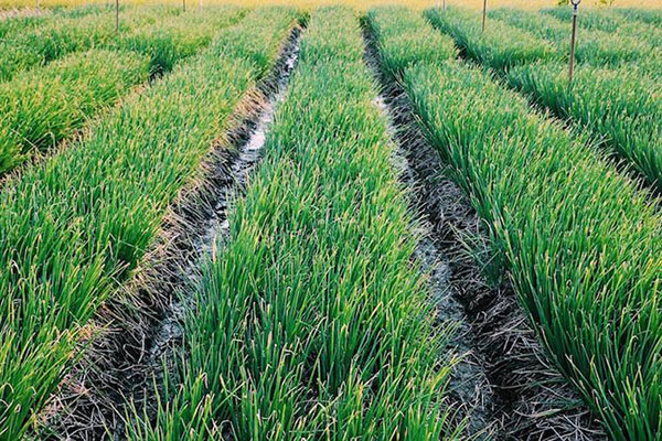 Hành lá được trồng theo liếp với độ cao khoảng 20 – 40cm