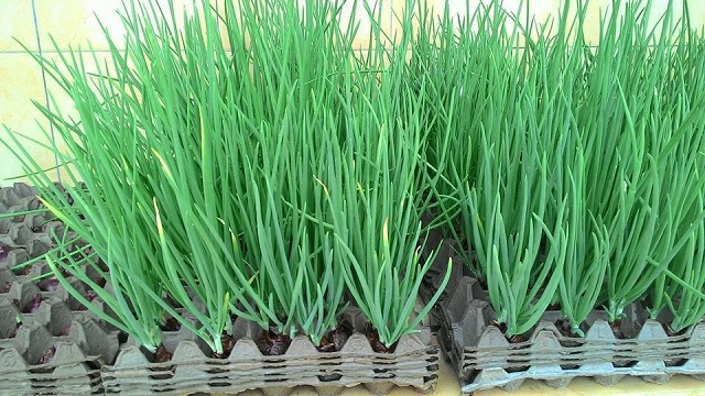 Bạn có thể tận dụng chậu hay thùng xốp để thực hiện trồng hành lá và đặt xung quanh nhà.