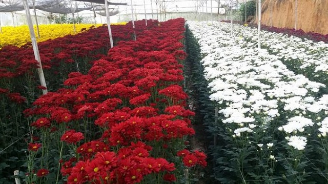 Chăm sóc hoa cúc Đà Lạt đúng cách giúp hoa nở rộ