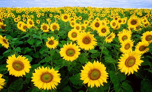 Kỹ thuật trồng hoa hướng dương