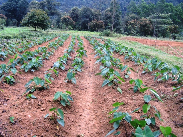 Bón phân đúng cách cây khoai sọ sẽ cho năng suất cao vượt trội.