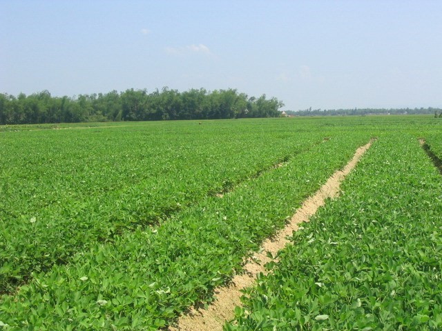 Kỹ thuật trồng lạc năng suất cao không quá khó