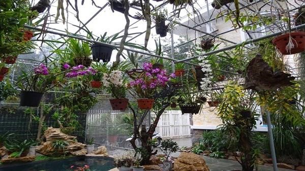 Nên làm giàn chắc chắn và che chắn cho lan rừng cẩn thận