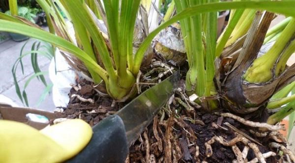 Nếu không biết cách chiết tách lan rừng, tốt nhất bạn nên để nguyên bụi lớn trồng.