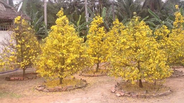 Cây mai vàng trỗ bông đều và đẹp