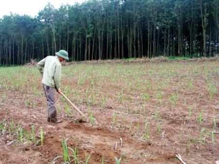 Chuẩn bị đất trồng mía