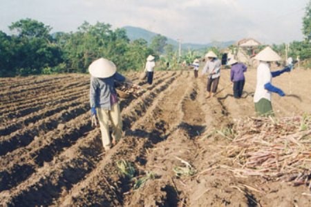 Cách đặt hom mía đúng kỹ thuật