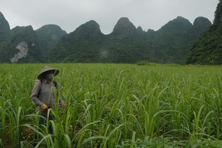 Phun thuốc ngăn ngừa rệp và sâu đục thân trên cây mía