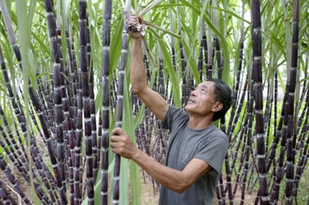 Bóc lá mía khô để ngăn ngừa sâu bệnh