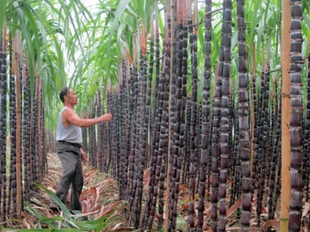 Kỹ thuật trồng mía tím đơn giản mà cho năng suất cao