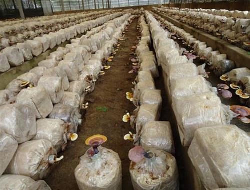 Việc đóng bịch giúp cho cây nấm được bảo vệ tốt hơn