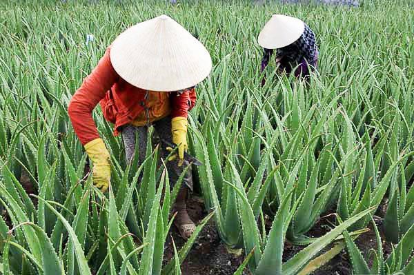 Có thể trồng nha đam đại trà trên những cánh đồng