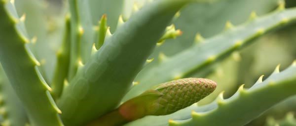 Cây nha đam rất dễ trồng tại nhà