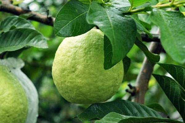 Kỹ thuật trồng ổi nữ hoàng cho trái to, năng suất cao