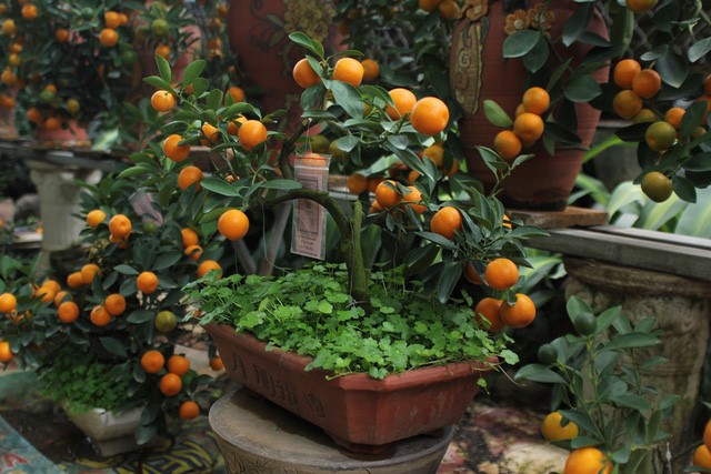 Cách chăm sóc cây quất sau Tết trong chậu hiệu quả