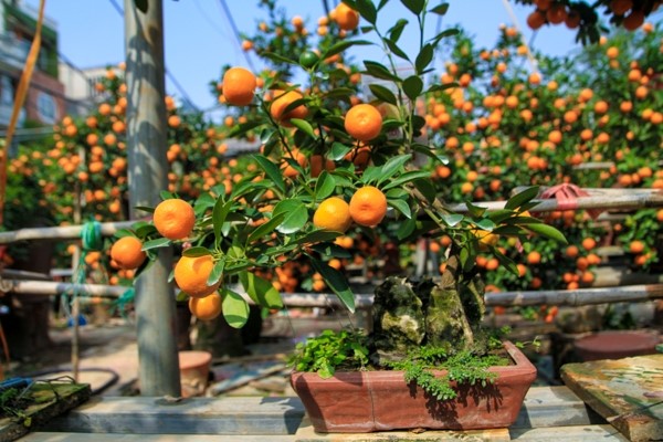 Cây quất trong chậu cần phải cắt tỉa cẩn thận, gọn các tán lá