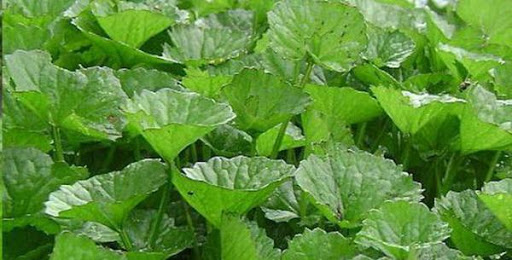 Có thể trồng rau má quanh năm nhưng thời điểm thích hợp nhất để trồng rau má là vào cuối mùa mưa.