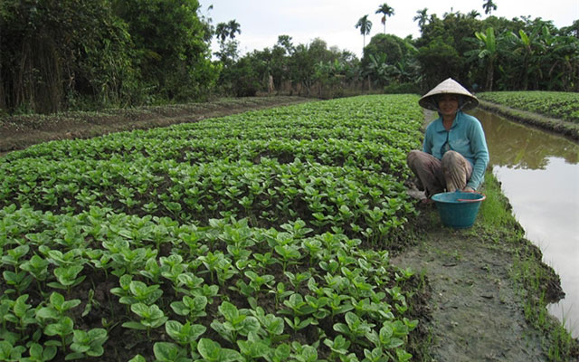 Giai đoạn chăm sóc rau mồng tơi rất quan trọng