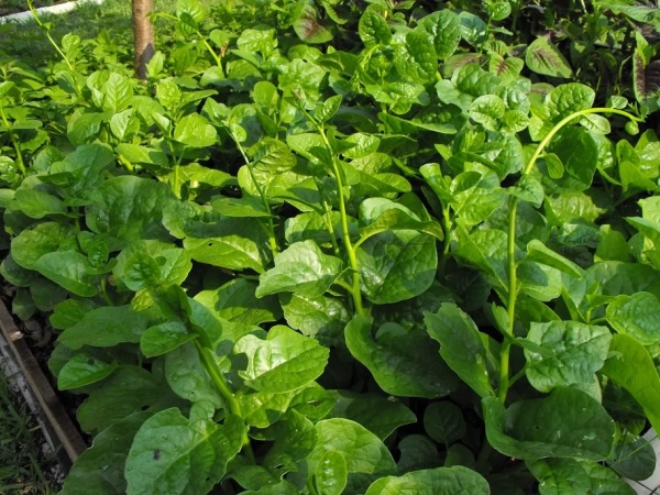 Rau mồng tơi xanh tốt nếu được trồng đúng kỹ thuật