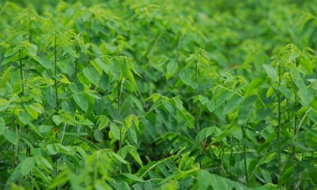 Rau ngót đạt tiêu chuẩn có thể thu hoạch