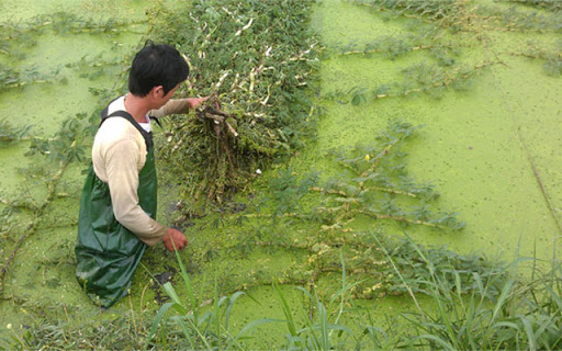 Rau nhút mọc nhiều ở rất ruộng ẩm ướt