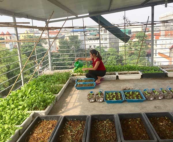 Tiến hành gieo hạt giống, trồng cây con ở khu vực ít nắng