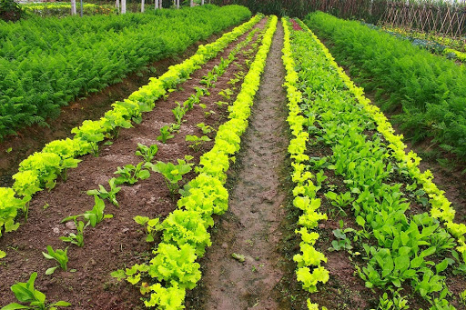 Tuyệt đối ng­ưng sử dụng phân bón tr­ước khi thu hoạch 8-10 ngày