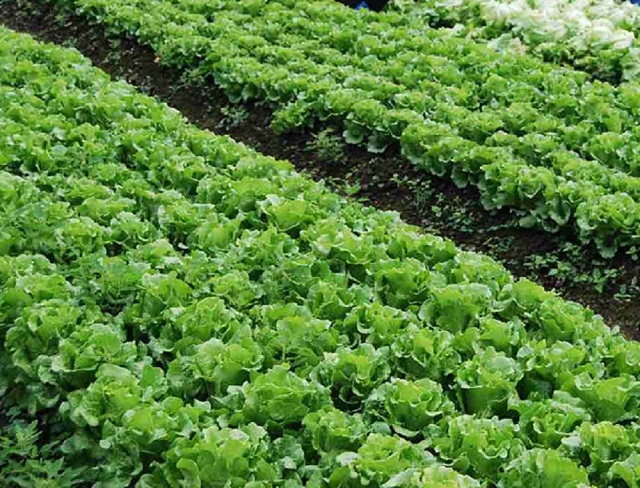  Kỹ thuật trồng và chăm sóc rau xà lách năng suất cao