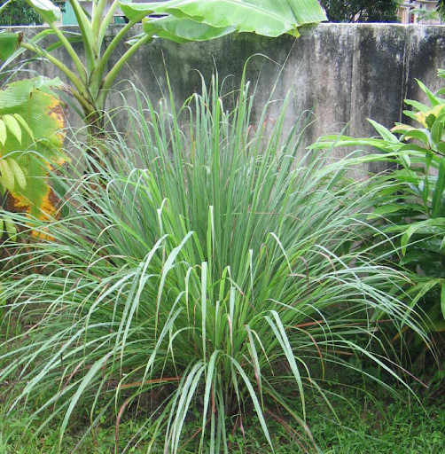 Kỹ thuật trồng sả năng suất cao