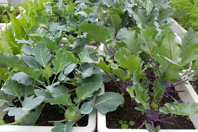 Su hào có thể được trồng trong thùng xốp hoặc chậu nhựa