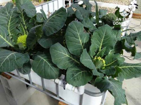 Tỉa bớt cây bị bệnh không đủ tiêu chuẩn. Khi cây được 5-6 lá thật thì đem nhổ trồng.