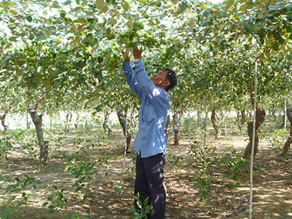 Thường xuyên chăm sóc cây táo để phát hiện sâu bệnh kịp thời