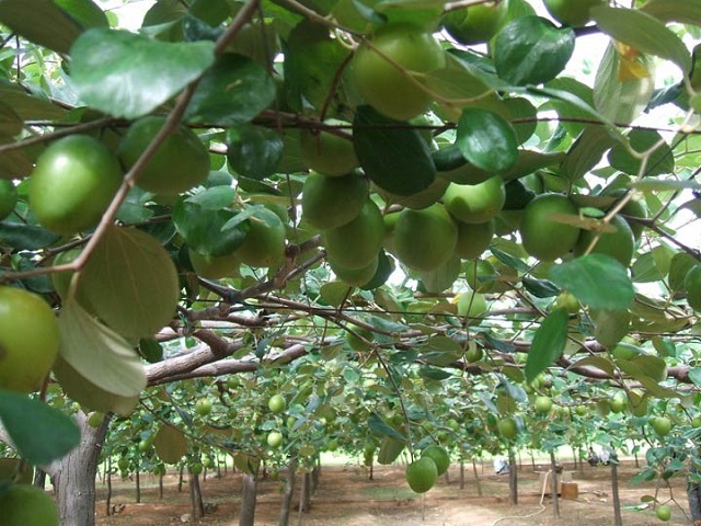 Vườn táo chi chít quả sau khi được chăm sóc kỹ lưỡng