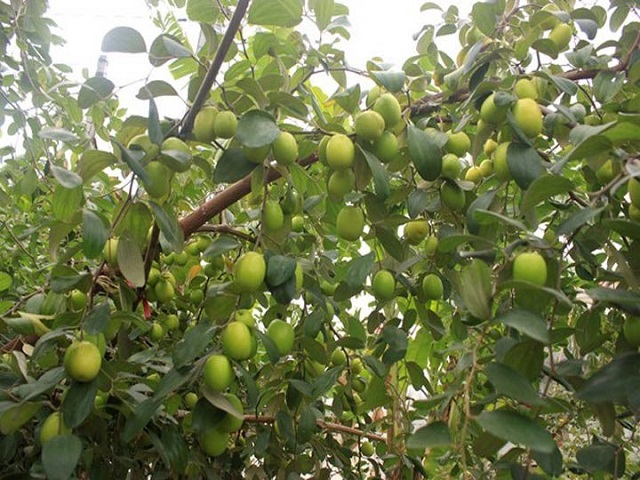 Thường xuyên theo dõi và chăm sóc cây định kỳ