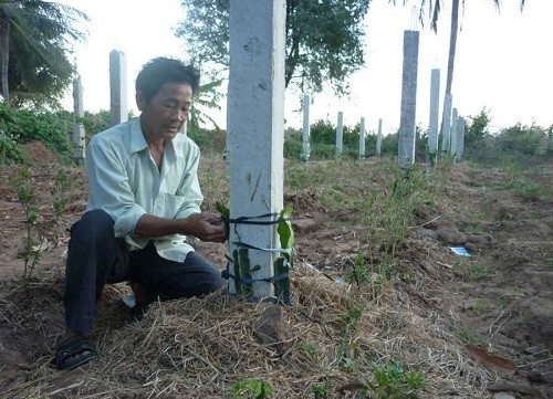 Mỗi trụ đặt bốn hom cây 