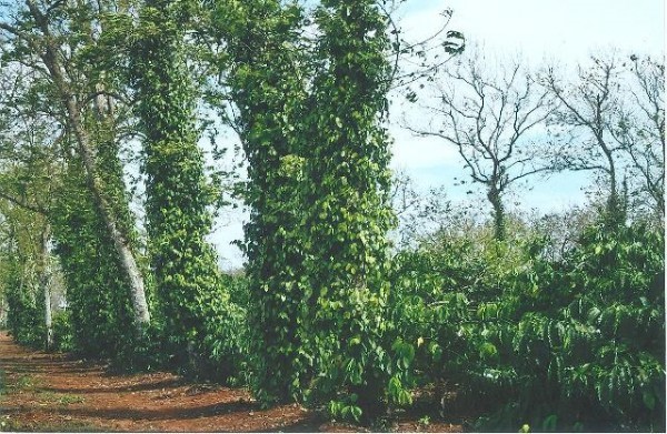 Tận dụng hàng cây chắn gió để trồng tiêu