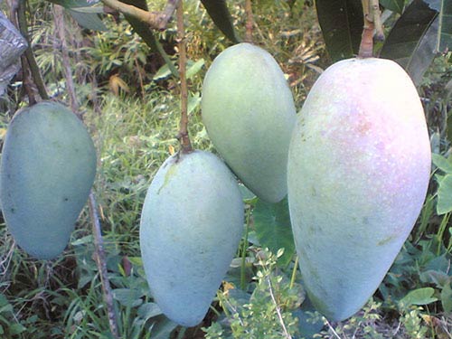 Cần bón phân và tưới nước đầy đủ để cây xoài phát triển