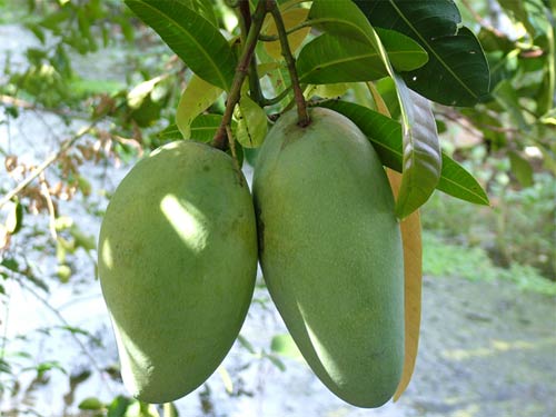 Trái xoài Đài Loan to tròn nếu được chăm sóc đúng kỹ thuật