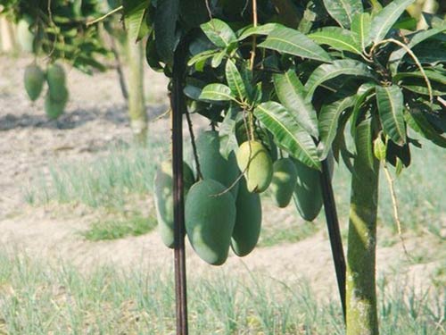 Có thể làm giàn chống đỡ cho trái