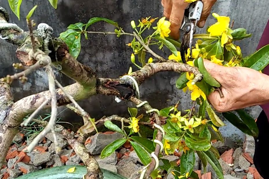 kỹ thuật cắt tỉa mai vàng